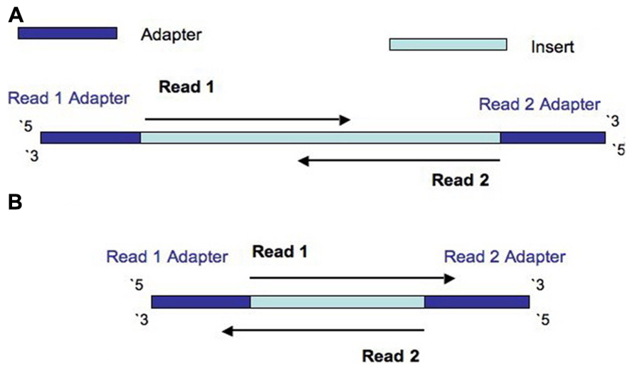 A shows 2 overlapping reads, B shows complete overlap with sequencing of the adaptors